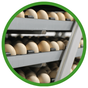 Better Eggs. Better Chicks. eggs top quality hatchcare reduced antibiotic use trillium hatchery southwestern ontario